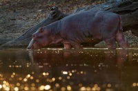 Hroch obojzivelny - Hippopotamus amphibius - Hippopotamus o4409